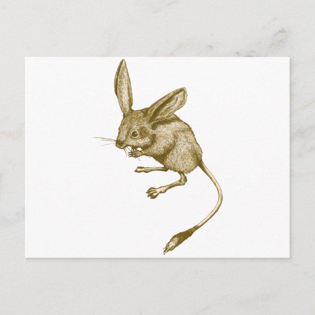 Postal Long eared Jerboa (Anverso)