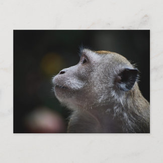 Postal Long-Tailed Macaque Close-Up