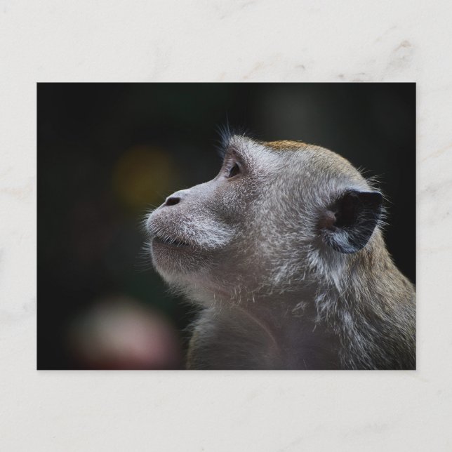 Postal Long-Tailed Macaque Close-Up (Anverso)