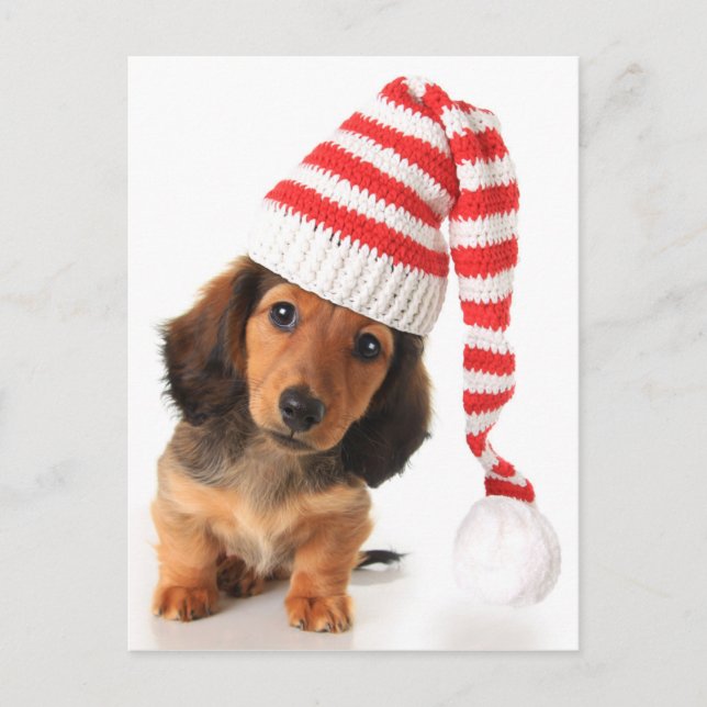 Postal Longhair Dachshund Puppy (Anverso)