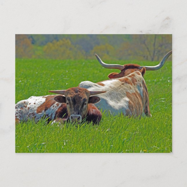 Postal Longhorn (Anverso)