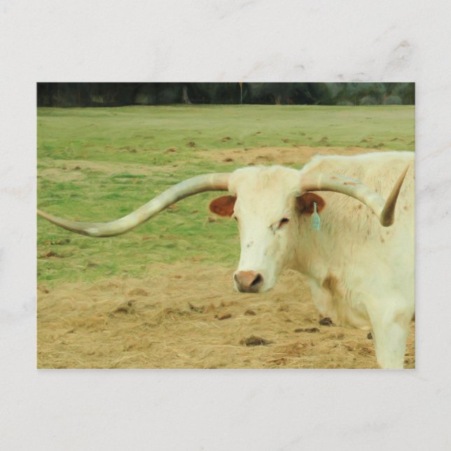 Postal Longhorn Blanco (Anverso)
