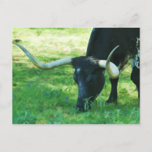 Postal Longhorn negro y blanco