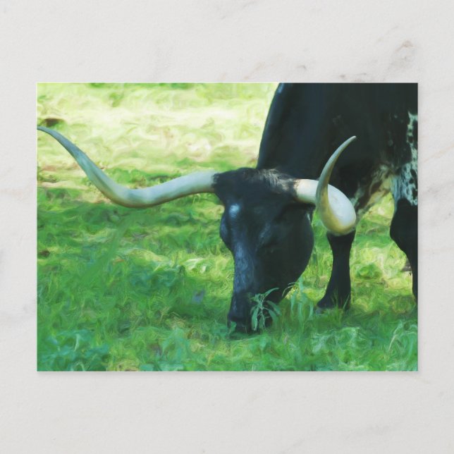 Postal Longhorn negro y blanco (Anverso)