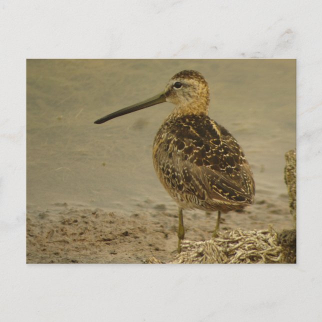 Postal longirrostro del Dowitcher (Anverso)