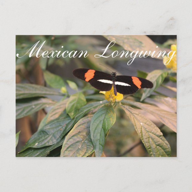 Postal Longitud mexicana de mariposa # 1 (Anverso)