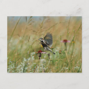 Postal Longspur de castaño