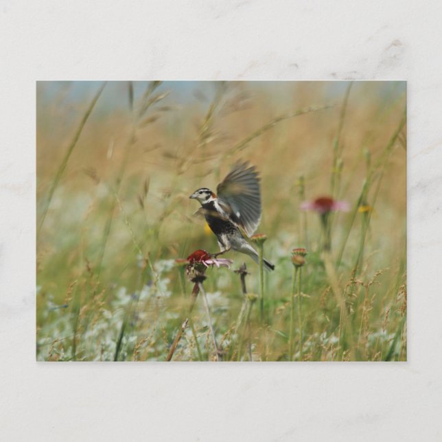 Postal Longspur de castaño (Anverso)