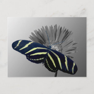Postal Longtail de cebra en una margarita