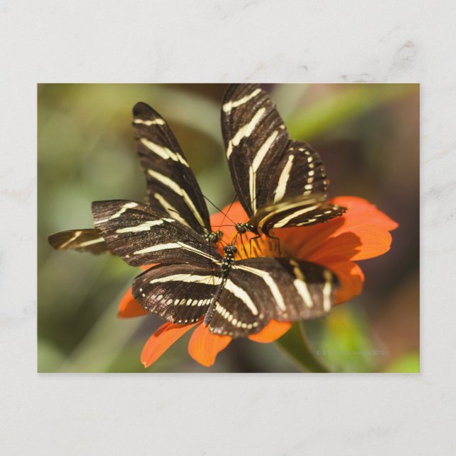 Postal Longwing de cebra (heliconius charitonia) en flor (Anverso)