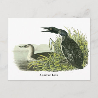 Postal Loon común, John Audubon