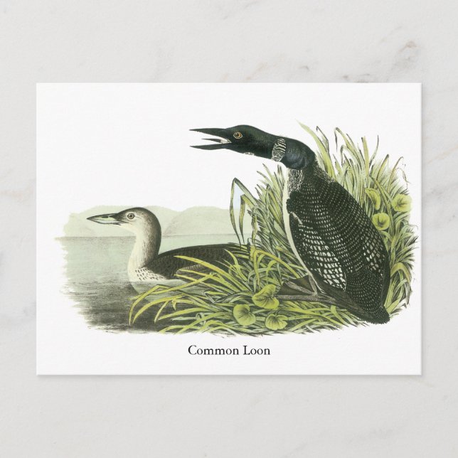 Postal Loon común, John Audubon (Anverso)