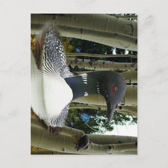 Postal Loon Wilderness (Anverso)