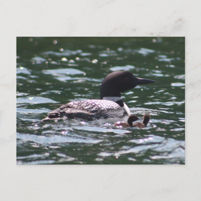 Postal Loon y dos bebés (Anverso)