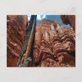 Postal Loop Navajo de árbol en el cañón de Bryce