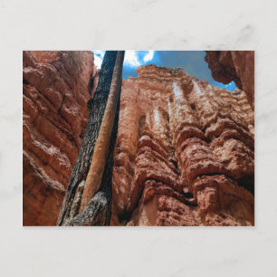 Postal Loop Navajo de árbol en el cañón de Bryce