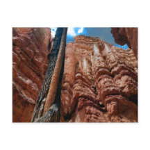 Loop Navajo de árbol en el cañón de Bryce