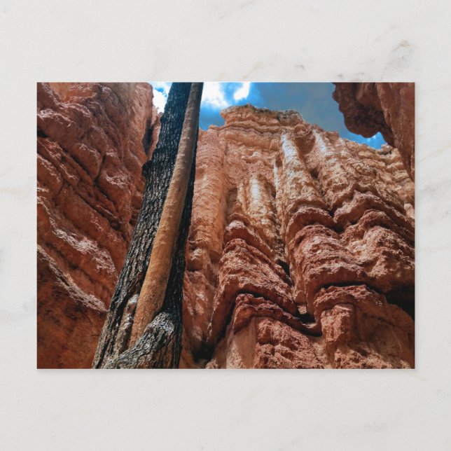 Postal Loop Navajo de árbol en el cañón de Bryce (Anverso)