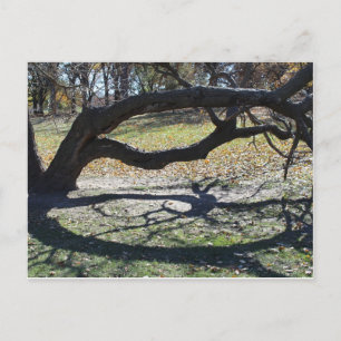 Postal Loose Memorial Park # 36
