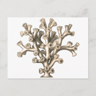 Postal Lophohelia - Coral