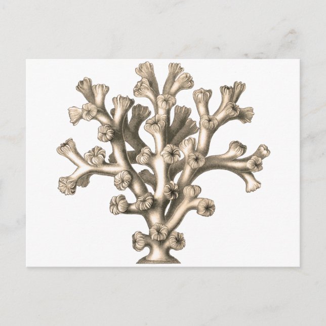 Postal Lophohelia - Coral (Anverso)