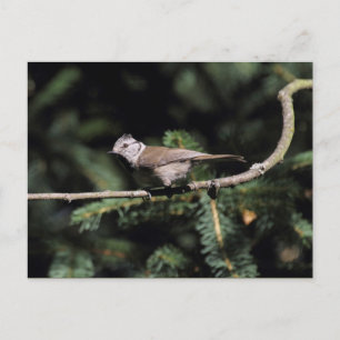 Postal Lophophanes cristatus