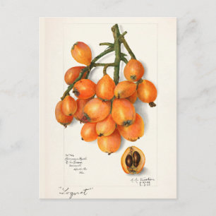 Postal Loquats (Eriobotrya Japon Fruit Painting)