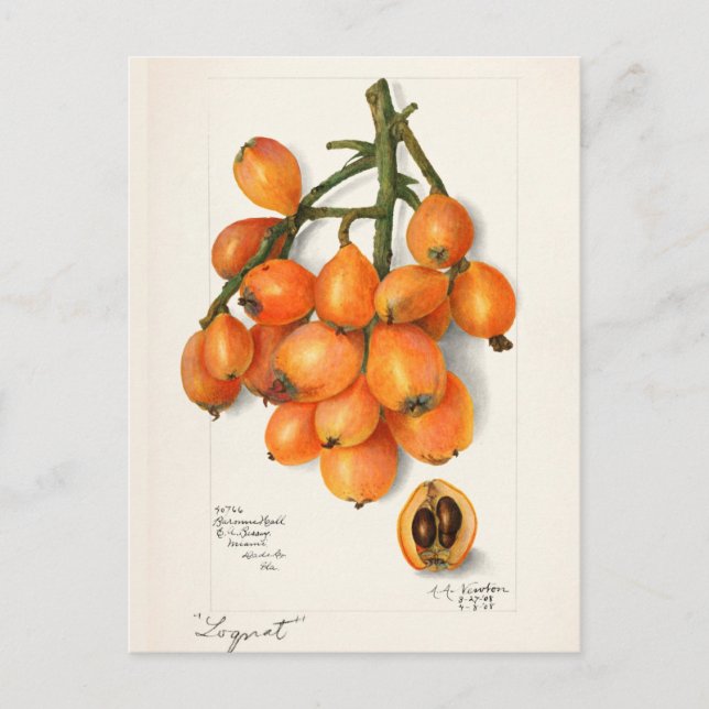 Postal Loquats (Eriobotrya Japon Fruit Painting) (Anverso)