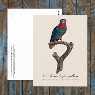 Postal Lori de corona azul, Vini Australis