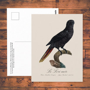 Postal Lori negro o Lori de plumas rojas, Chalcopsitta at