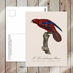 Postal Lori rojo de cola larga, Trichoglossus borneus