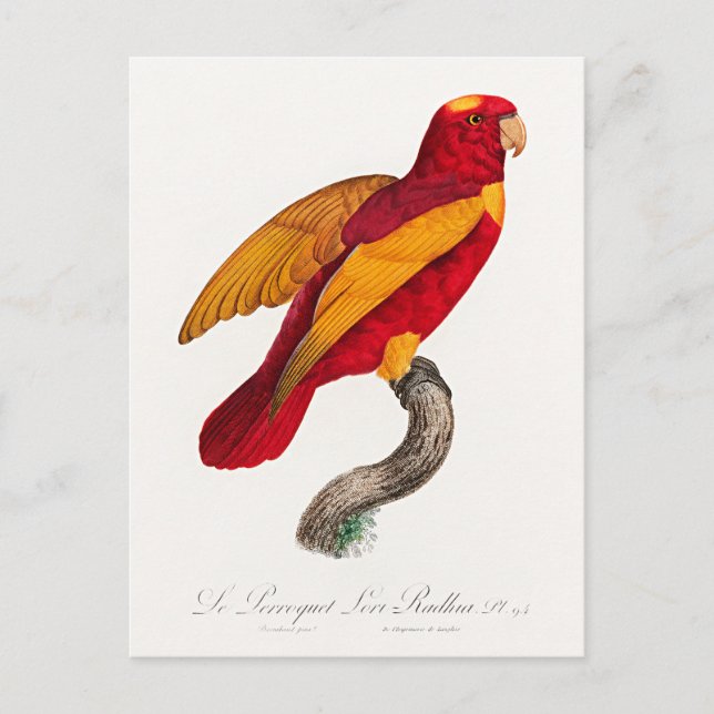 Postal Lori rojo y dorado, (Anverso)