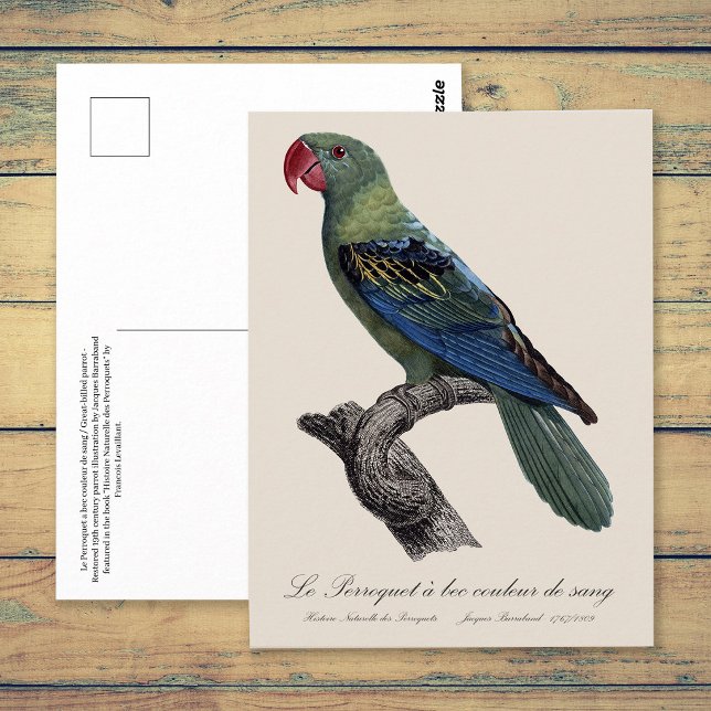 Postal Loricato de Pico Grande, Tanygnathus Megalorynchos (Great-Billed Parrot, Tanygnathus Megalorynchos. Postcard)