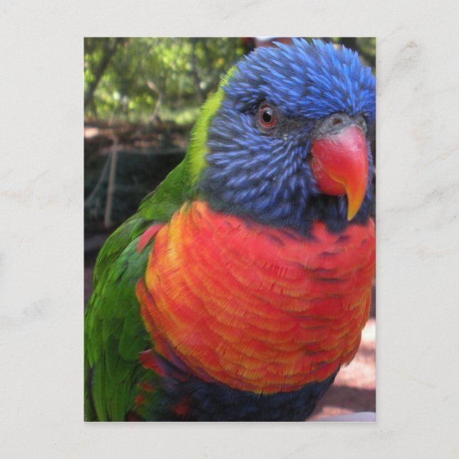 Postal Lorikeet (Anverso)