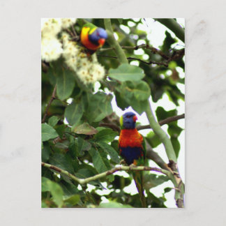 Postal Lorikeet