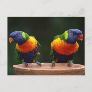 Postal Lorikeet