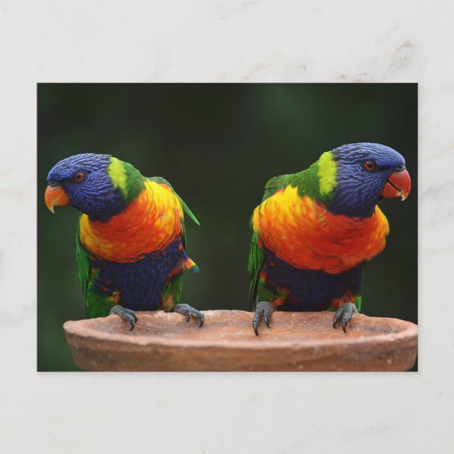 Postal Lorikeet (Anverso)