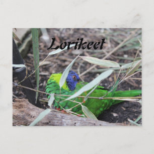 Postal Lorikeet