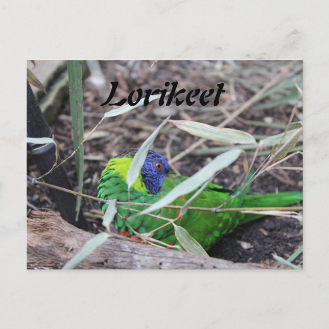 Postal Lorikeet (Anverso)
