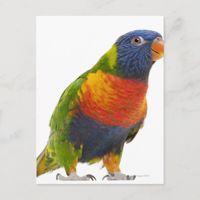 Postal Lorikeet de arcoiris femenino - Trichoglossus (Anverso)