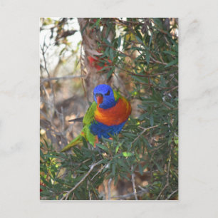 POSTAL LORIKEET DE RAINBOW EN AUSTRALIA RURAL ÁRBOL