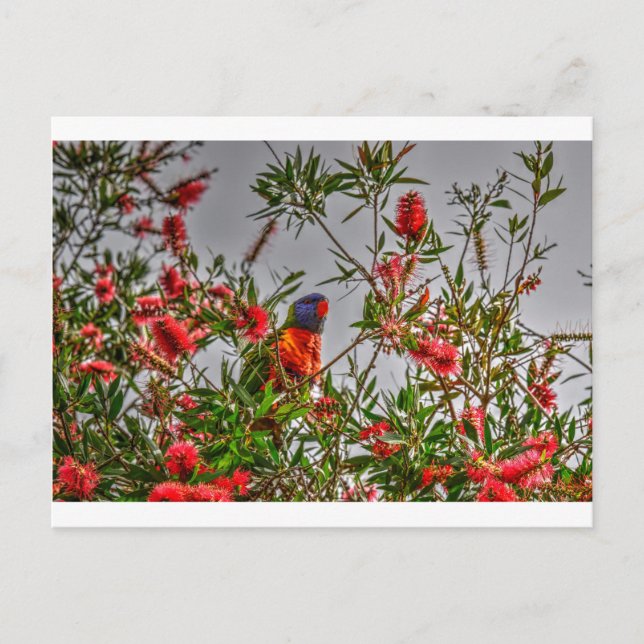 POSTAL LORIKEET DE RAINBOW EN AUSTRALIA RURAL DE QUEENSLA (Anverso)