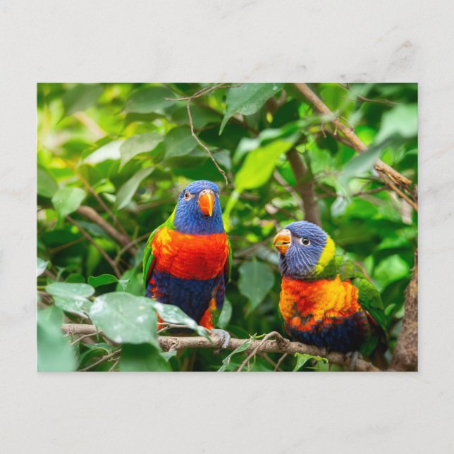 Postal Lorikeet parrot (Anverso)