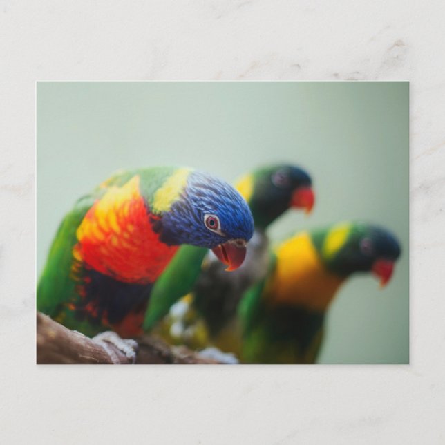 Postal Lorikeet Parrots (Anverso)