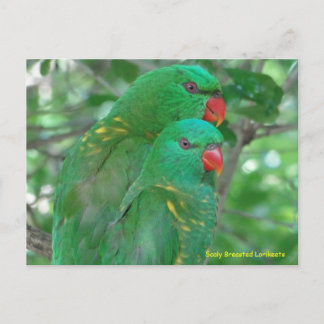 Postal Lorikeets de escalada australiana