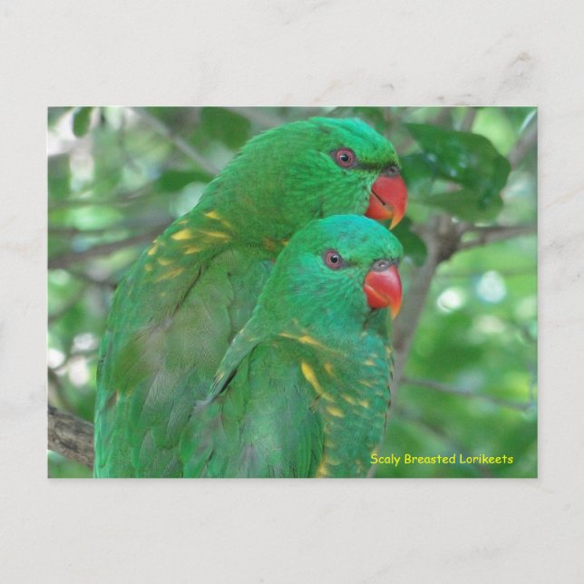 Postal Lorikeets de escalada australiana (Anverso)