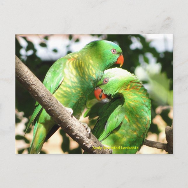 Postal Lorikeets de escalada australiana (Anverso)