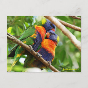 Postal Lorikeets del arco iris
