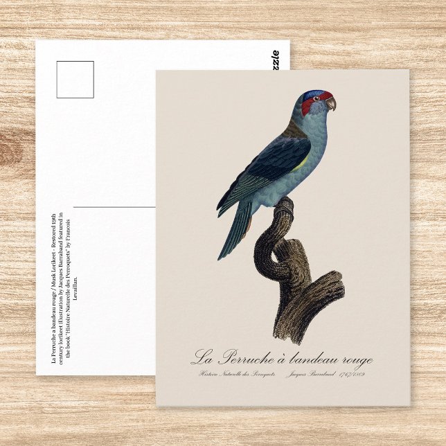 Postal Loríquet de Musk, Trichoglossus concinnus (Musk Lorikeet, Trichoglossus Concinnus. Postcard )