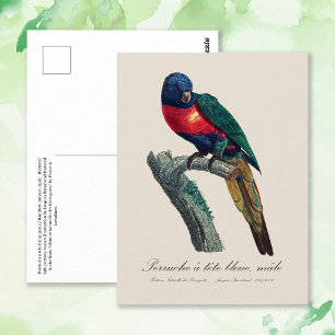 Postal Loriquito Arcoíris Macho, Trichoglossus Moluccanus